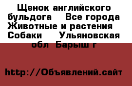 Щенок английского бульдога  - Все города Животные и растения » Собаки   . Ульяновская обл.,Барыш г.